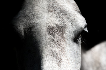 Close up of horse head, white on black background