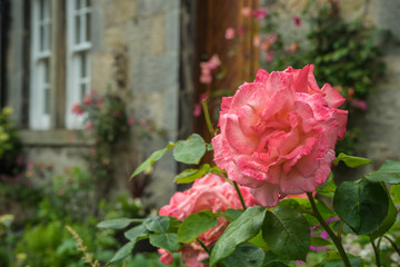 Pink rose in a british garden.