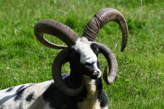Jacob sheep with four horns