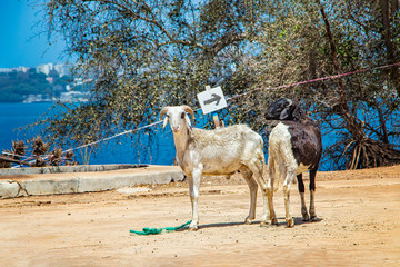 Two goats standing side by side on the island of Goree, Senegal. Opposite to see the city of Dakar, Africa. Goats are kept here for milk and meat.