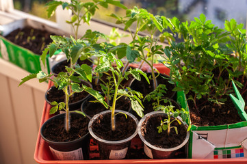 Tomato seedlings and marigolds on the windowsill under the bright spring sun