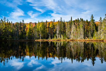 Autumn forest lake reflection landscape
