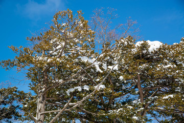 モミの木に積もる雪
