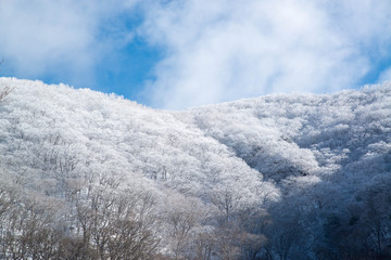 樹氷のついた山と青空