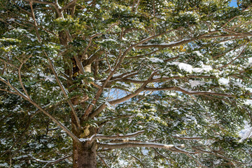 雪降り積もるモミ　クリスマスツリー