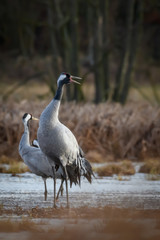 Common crane (Grus grus) in the wild. Early morning on swamp erens.