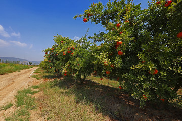 Fototapeta na wymiar red fresh pomegranates