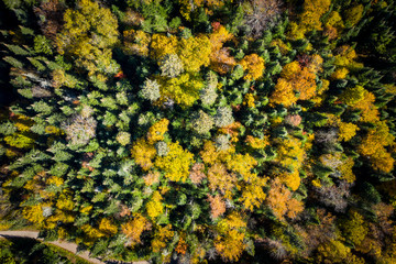 Aerial view of a colorful autumn forest.