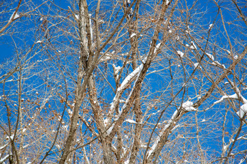Obraz premium 積雪した木々と青空