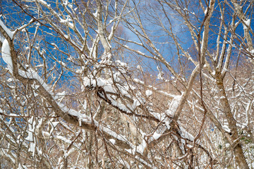 雪の造形　積雪した木枝