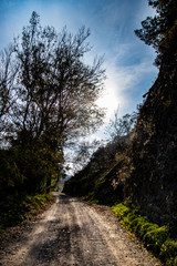 Obraz premium Countryside road with trees and a beautiful sky
