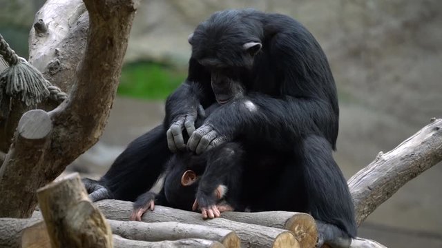 Mother chimpanzee delouse a young chimpanzee