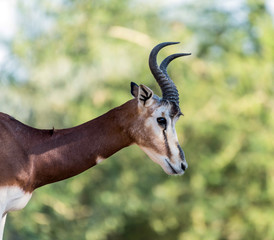 Wild Animal Arabian Gazelle in Desert