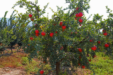 Fototapeta na wymiar Pomegranate garden and natural red pomegranates.