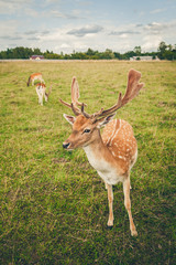 Naklejka na ściany i meble close-up fallow deer in the field