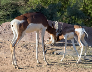 Wild Animal Arabian Gazelle in Desert