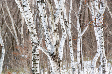 白樺の木々 冬の森林