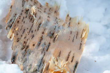 雪に埋もれた白樺の肌