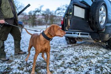 Hunting dog waiting to get command from gamekeeper.