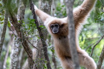 Obraz premium Gibbon