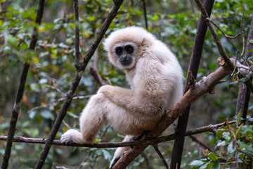 Gibbon