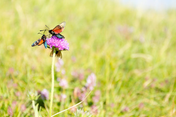 Scarlet tiger moth on clover flower close up.