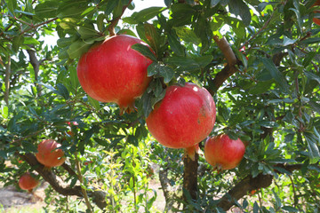 Pomegranate garden and natural red pomegranates.