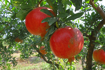 Pomegranate orchard in Selçuk / İzmir and red pomegranates that have begun to ripen.