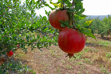 Pomegranate orchard in Selçuk / İzmir and red pomegranates that have begun to ripen.