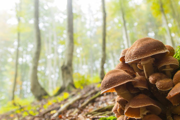 Mushrooms on tree trunk. Autumn landscape. Brown mushrooms