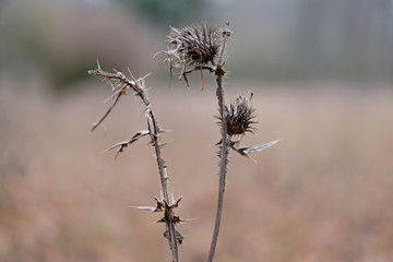 Dry thistle plant in Automn.