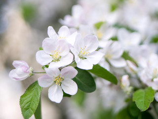 Flowers of the apple tree blossoms on a spring day