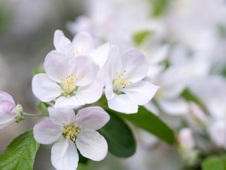 Flowers of the apple tree blossoms on a spring day