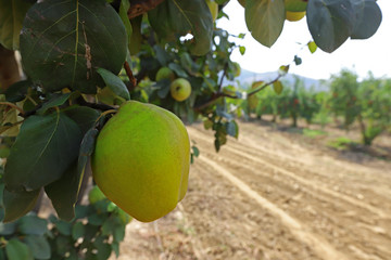 Quince garden in Izmir / Selcuk and yellow quinces that have begun to ripen.