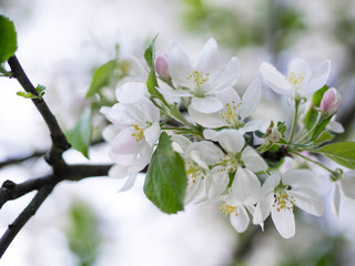 Flowers of the apple tree blossoms on a spring day