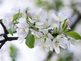 Flowers of the apple tree blossoms on a spring day