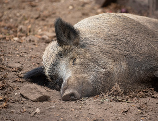 Sleeping wild boar in the park