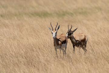 Antilope