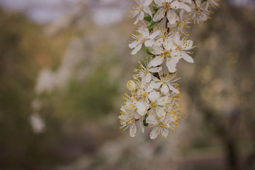 white flowers in spring