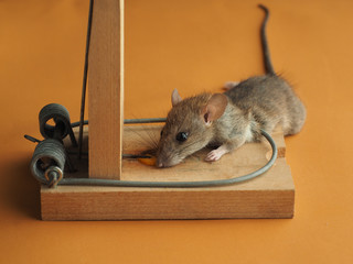 Rat and mousetrap with cheese. On brown background.