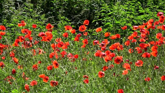 Klatschmohn, Deutschland