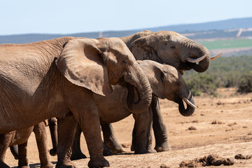 Fototapeta premium Elephant