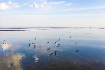 Seagulls in the mirror shallow waters of the Gulf of Finland