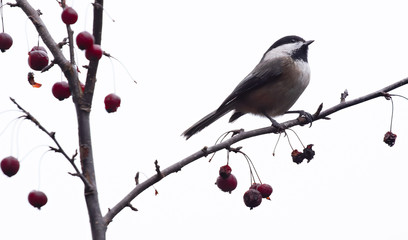 Hi key photos of isolated Chickadee on tree branch with red crabapple berries