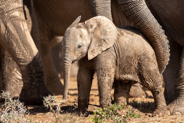 Elephant
