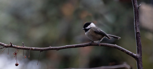 Isolated Chickadee bird on branch