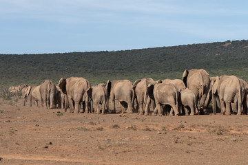 Obraz premium Elephant