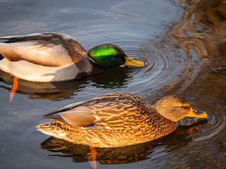 Obraz premium Entenpaar im Wasser