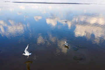 Obraz premium Seagulls in the mirror shallow waters of the Gulf of Finland
