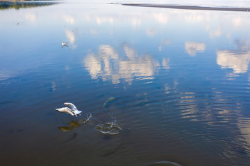 Seagulls in the mirror shallow waters of the Gulf of Finland